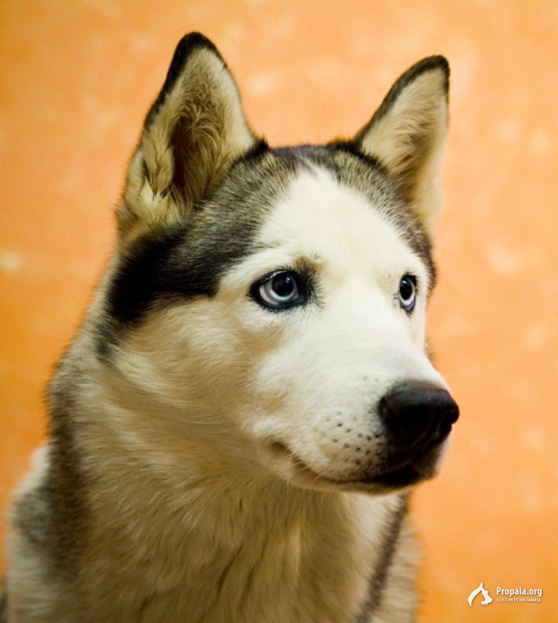 Пропала Хаски Надеждино Раменский район