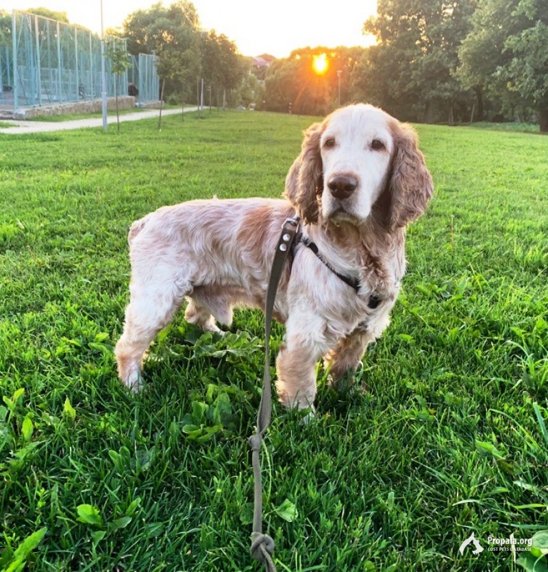 найденный Спаниель Спани в добрые руки