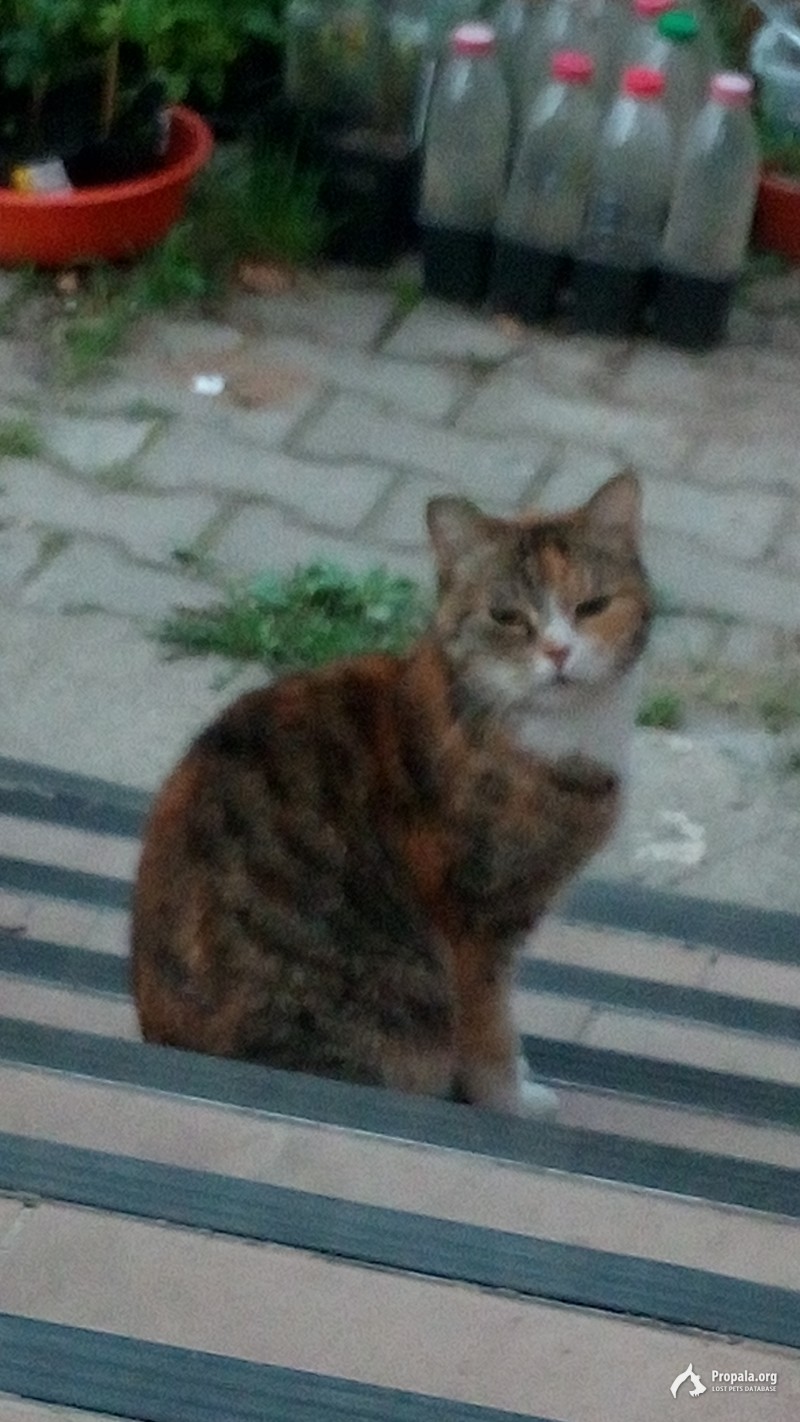 Пришла кошка