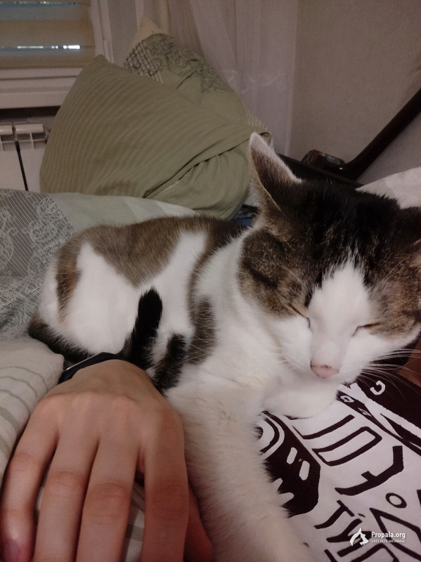 Пропал кот в районе Даниловский, Москва