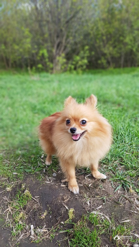 Пропала собака