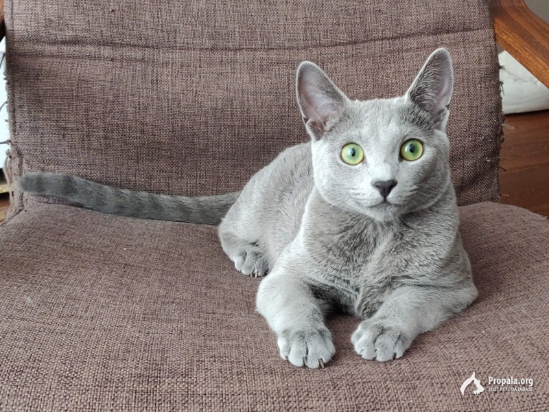 Ищем кошку. ВОЗНАГРАЖДЕНИЕ 10 000руб.