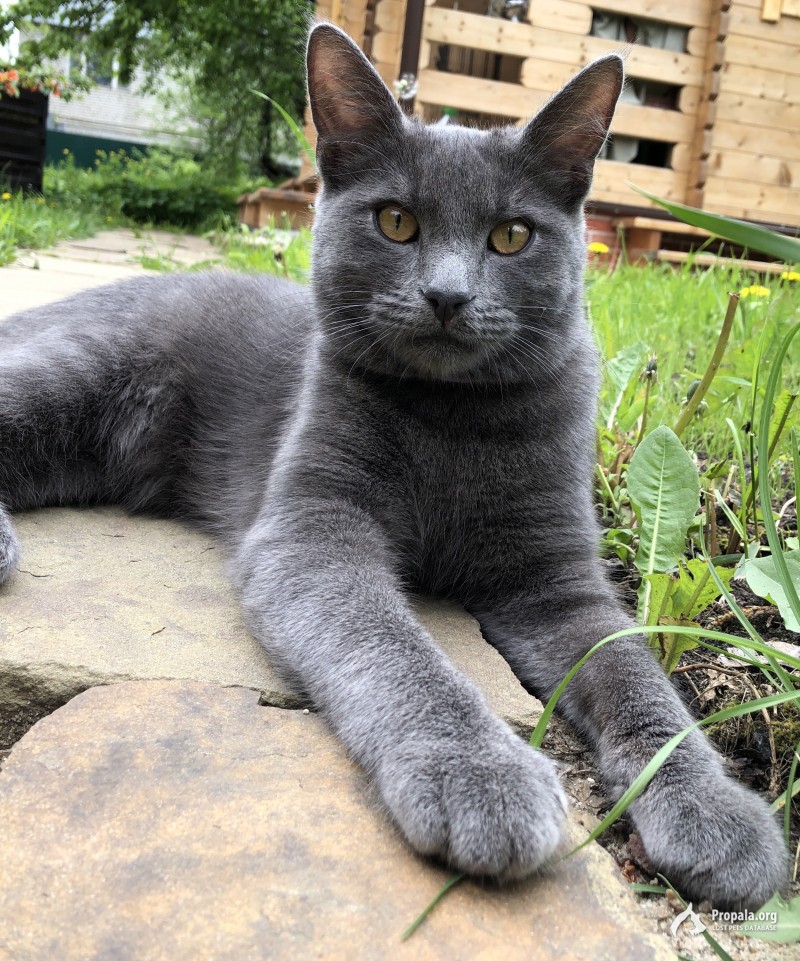 ❗️Найден породистый кот серого цвета❗️