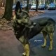 Найдена собака Черницынский проезд