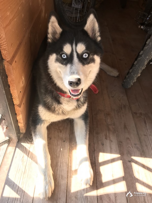 В г Орехово-зуево нашла молодую суку Хаски