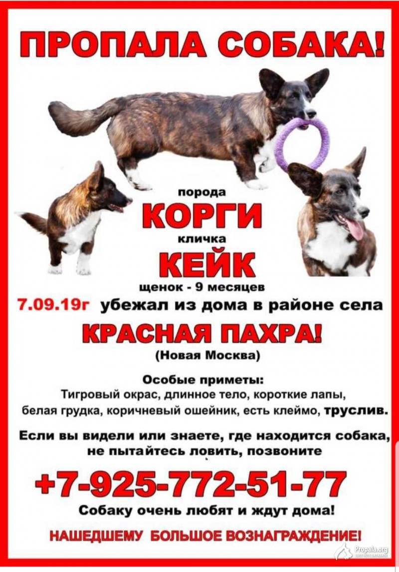 ПРОПАЛА СОБАКА! Вельш Корги Кардиган