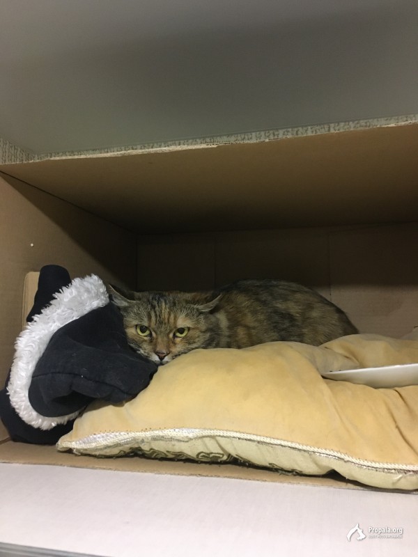 Найден кот (кошка) Новая Адыгея