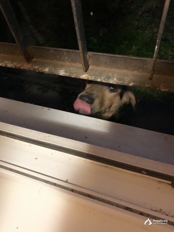 Найдена собака