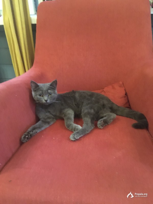 Найдена серая кошка