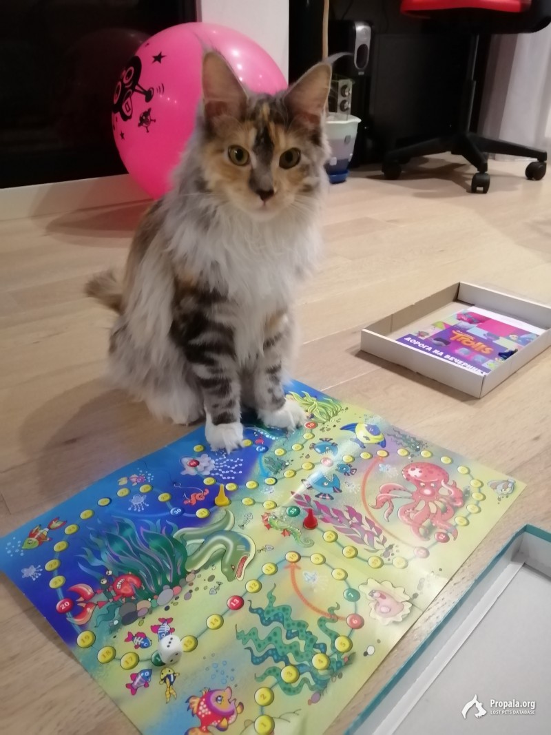 Пропала кошка