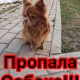Пропала собака! Вознаграждение гарантируем!!!