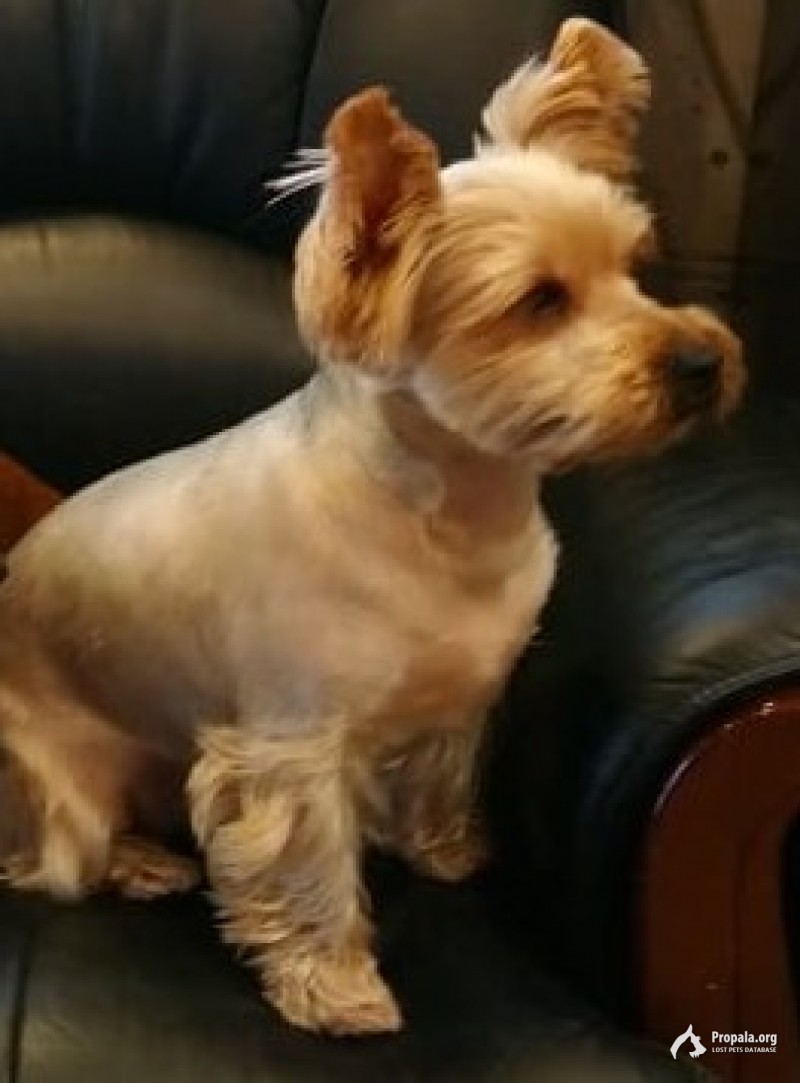 пропал йорк