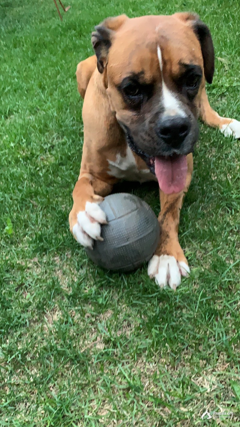 Пропала собака!