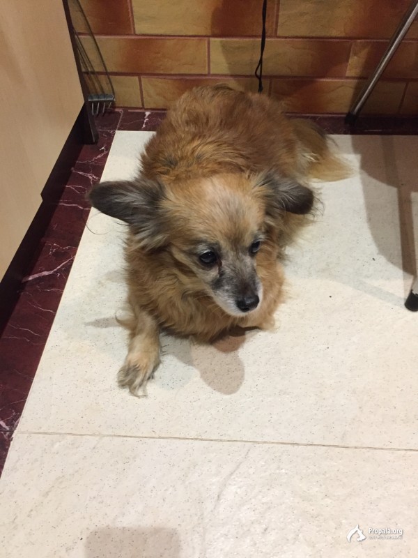 Найдена маленькая собачка