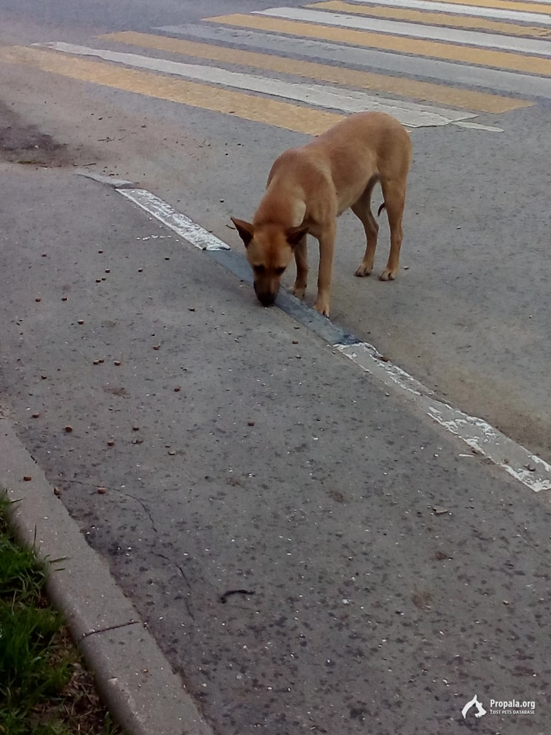 Рыжая собака в Подольске