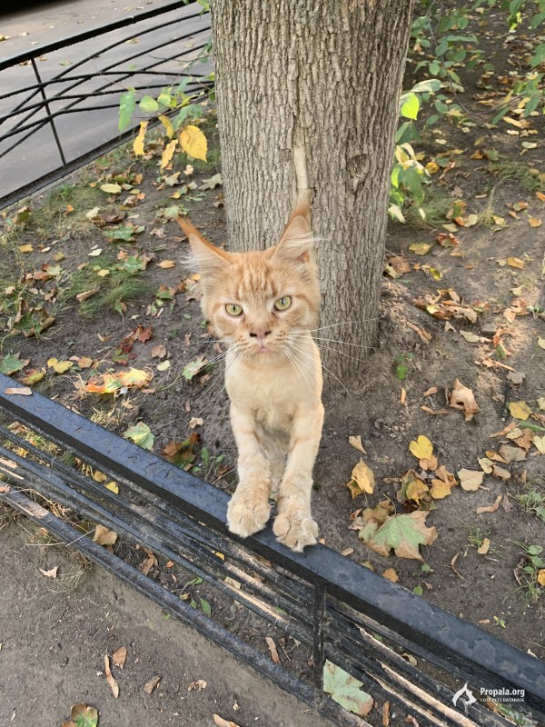 Обнаружен Рыжий мейкун