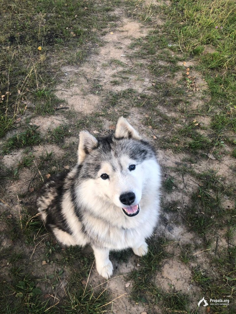 Москва (Мичуринец, Переделкино)