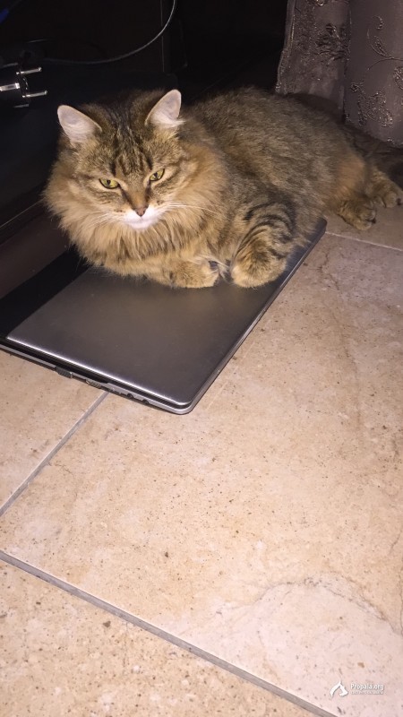 Пропала кошка