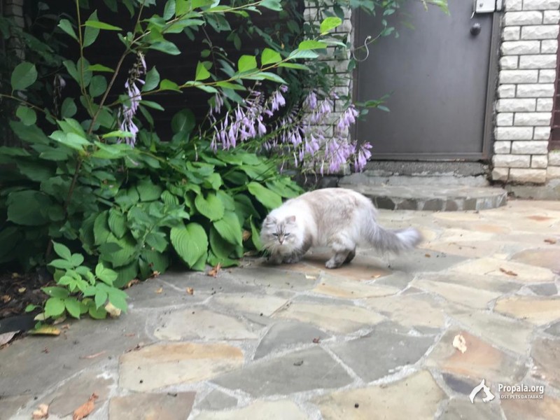 Пропала кошка МО