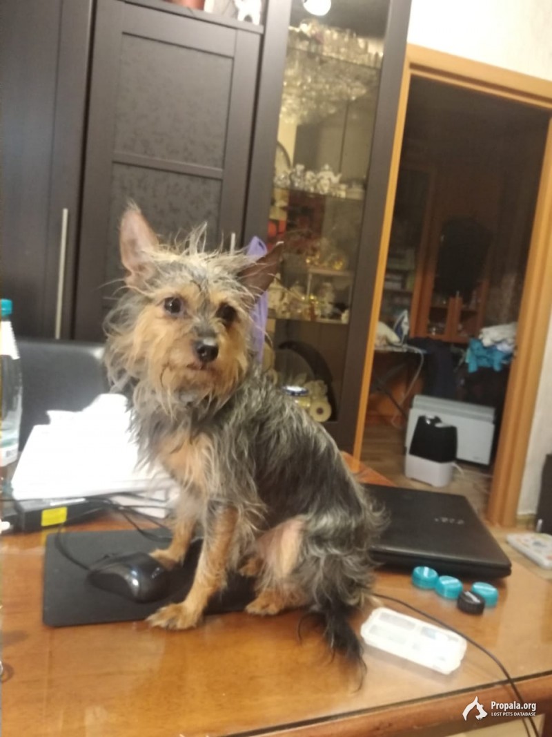 Найдена собака. Метис йорка. Девочка. Взрослая