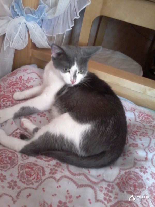 Пропала кошка