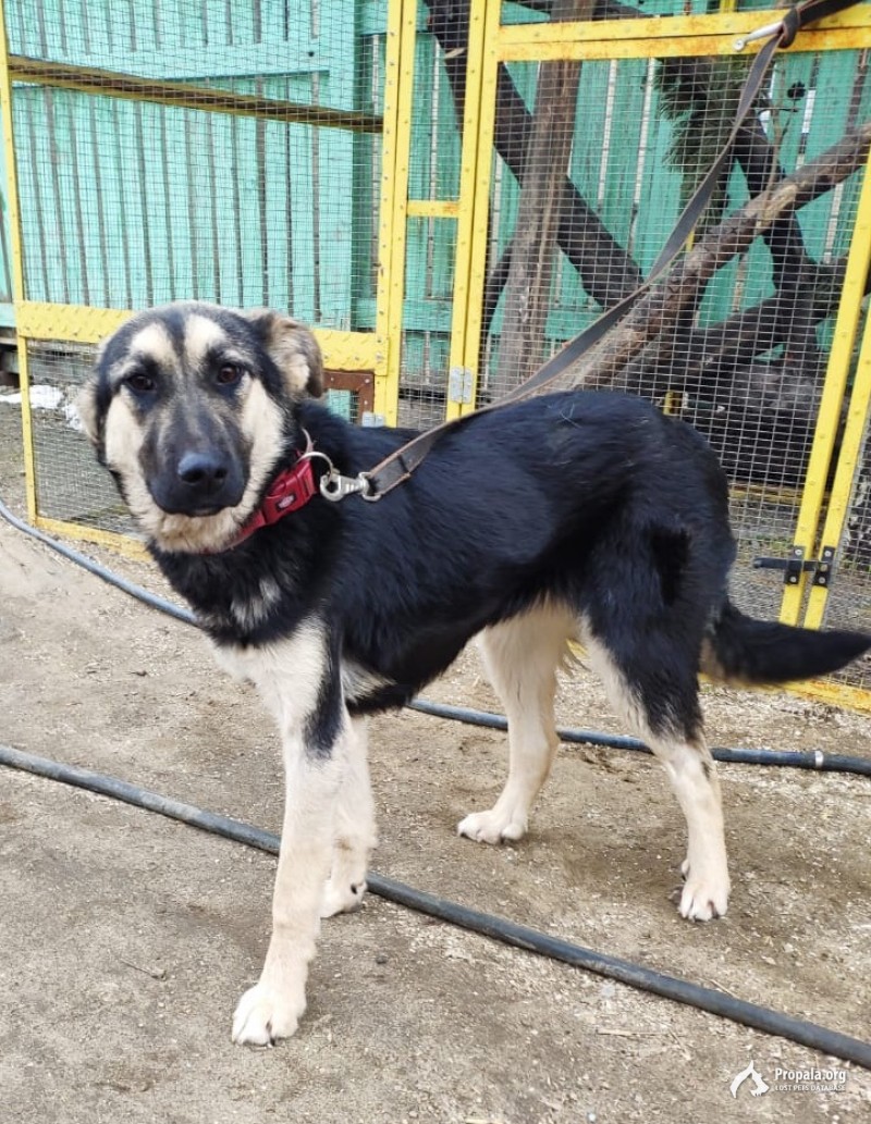 Пропала собака в районе села Беседы, Москва