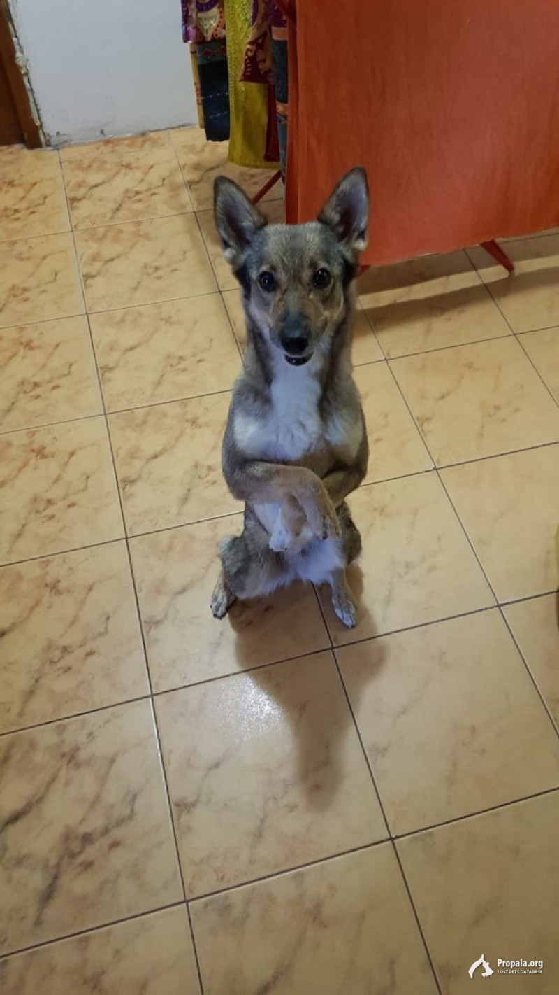 Найдена собака (девочка)