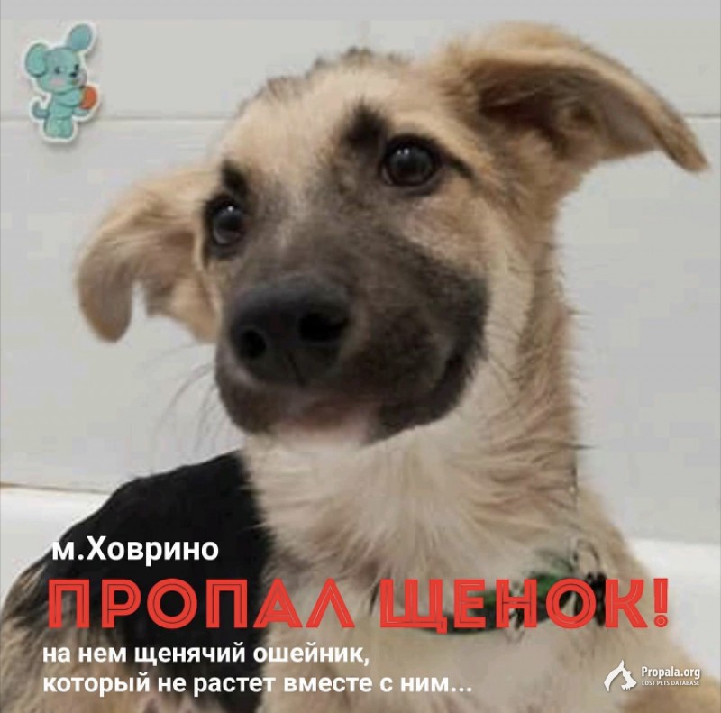 Пропал щенок-подросток Барни!