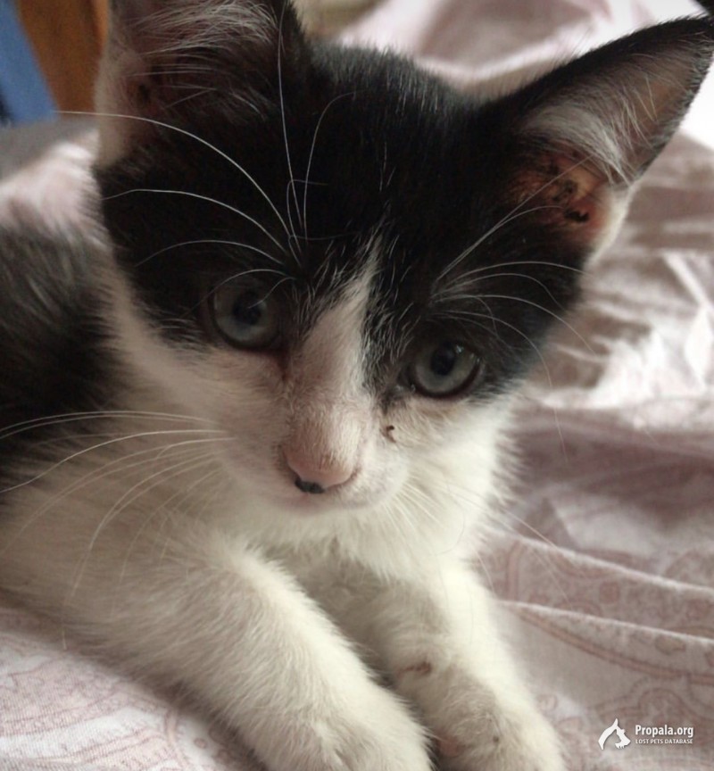 Пропала кошка,Рязанский проспект, Плющево, Маевок