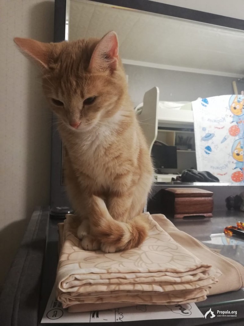 Пропала кошка песочного цвета