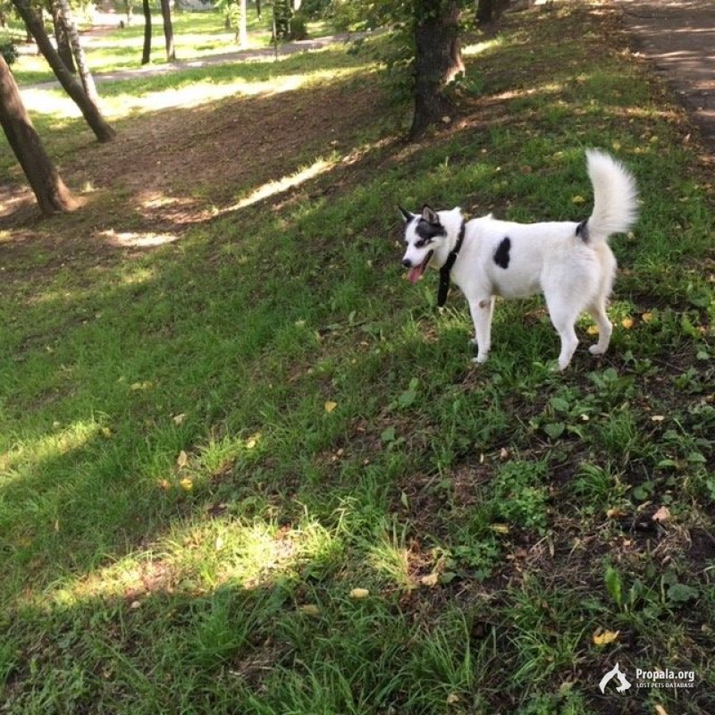 Пропал пёс, самец. Нужна помощь в поисках!