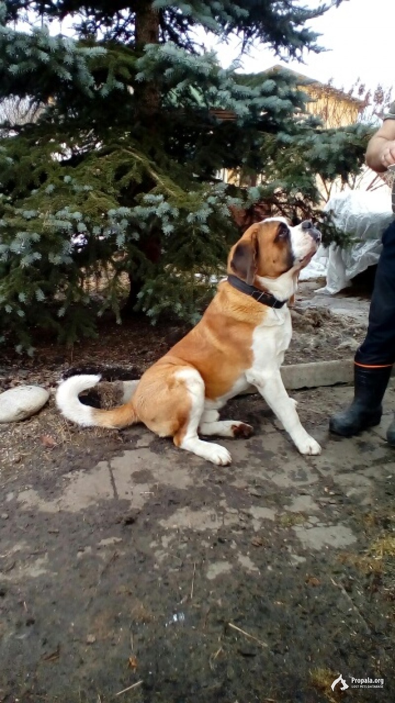 Пропала собака породы сенбернар