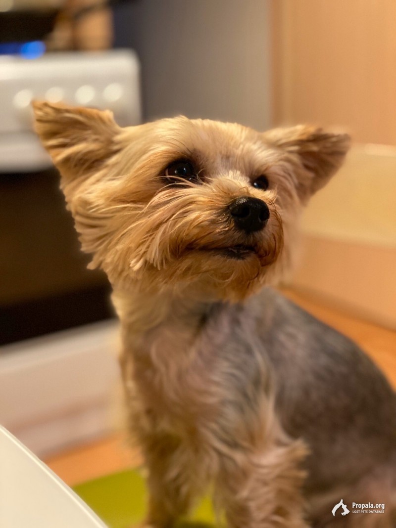 Пропала собака йоркширский терьер