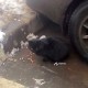 Найден кот, полностью черный 11 января