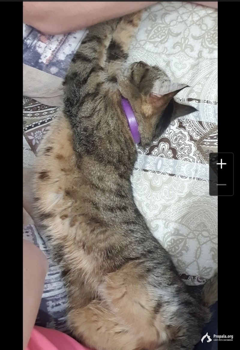 Кошка с фиолетовым ошейником