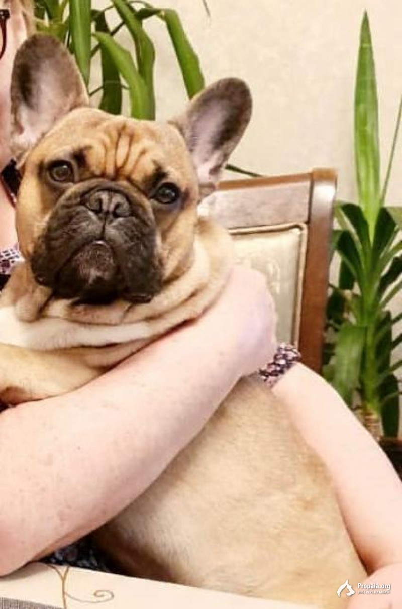 Пропал бульдог по кличке Смит на 45 параллели 22