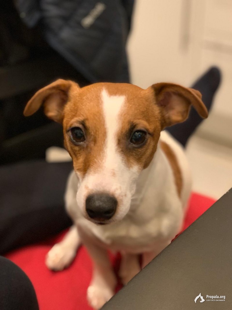 Внимание пропала собака