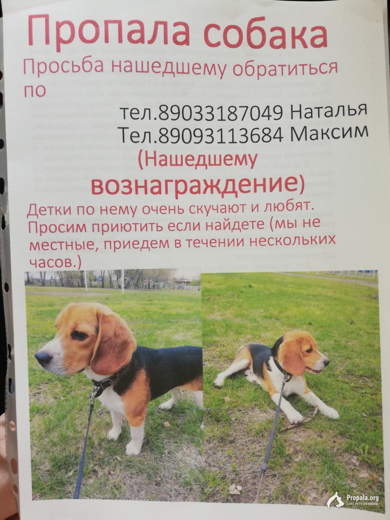 Пропала собака порода бигль