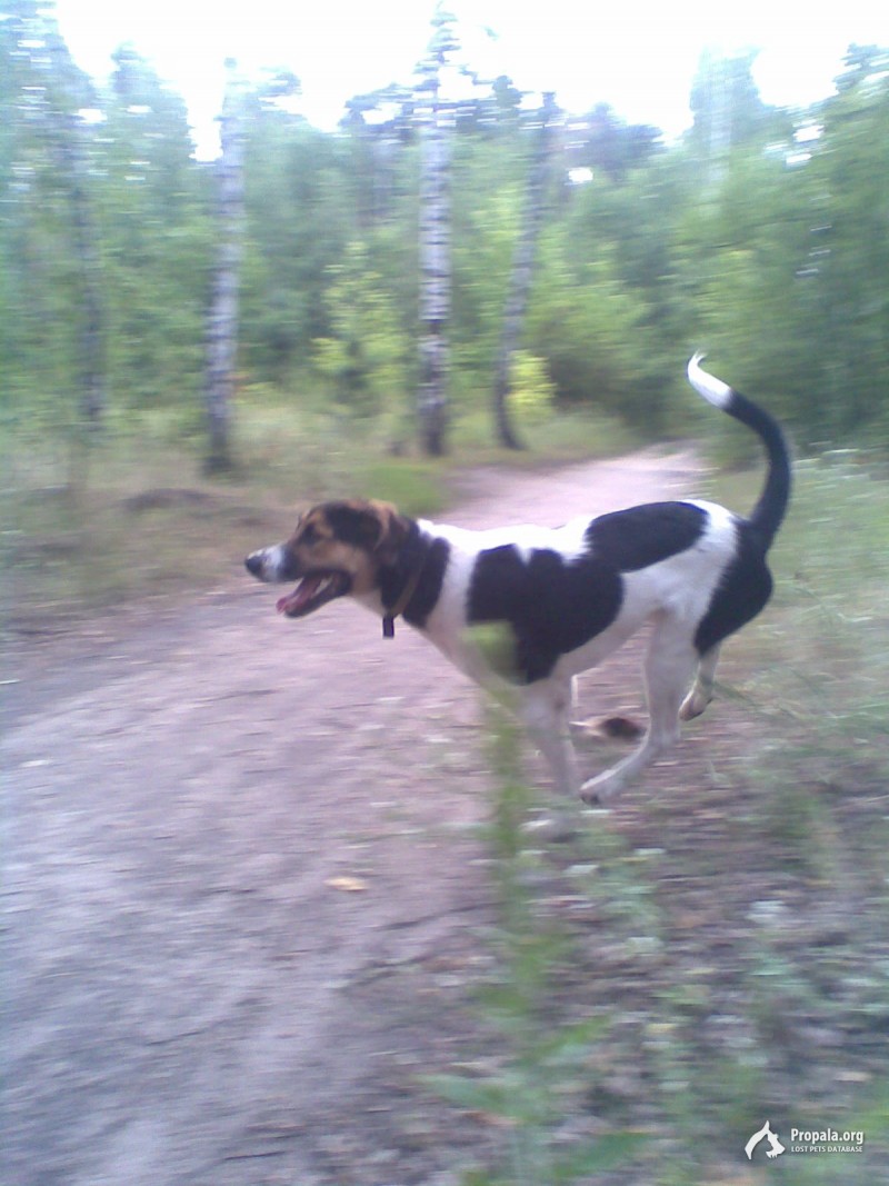 Пропала собака. Воронеж