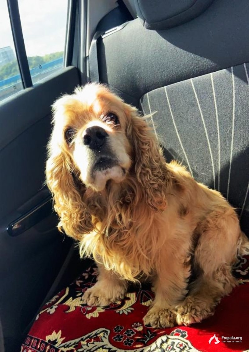 найденный спаниель Джорни ищет новый дом