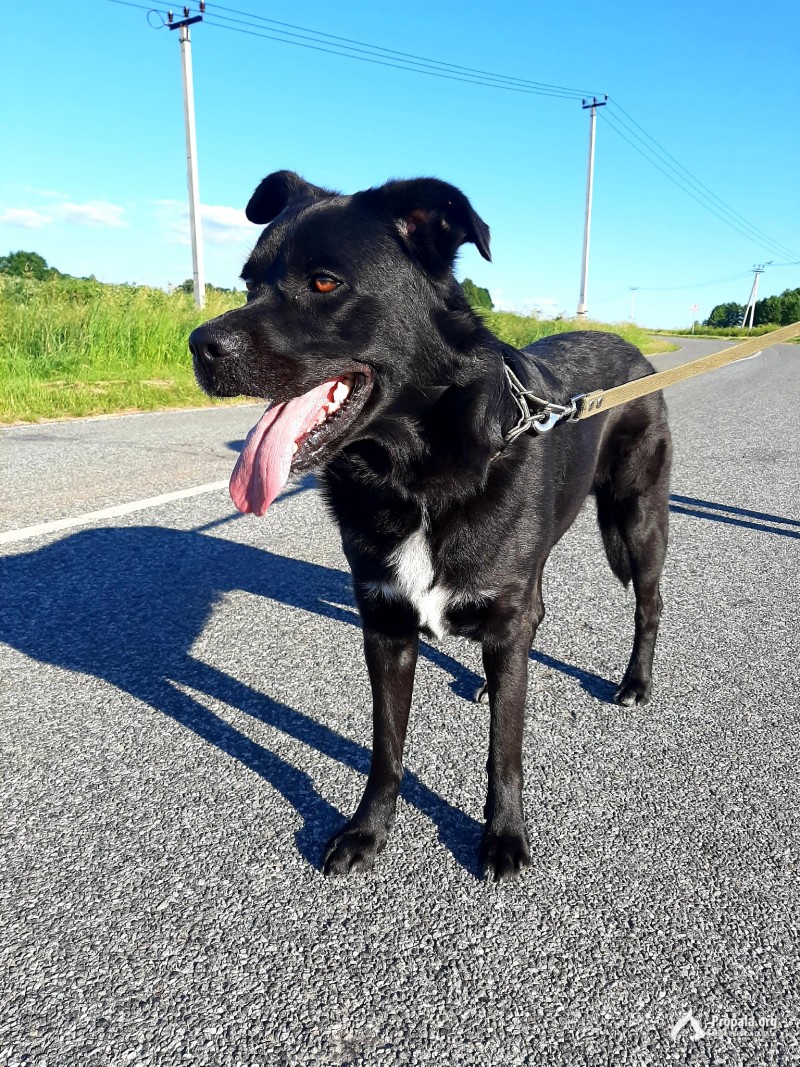 найдена собака. кобель