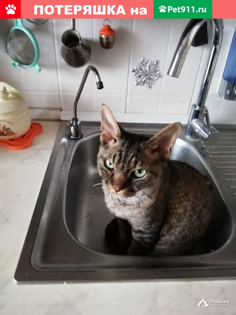 пропал котик 3 января