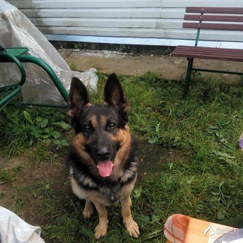 пропал кобель овчарки