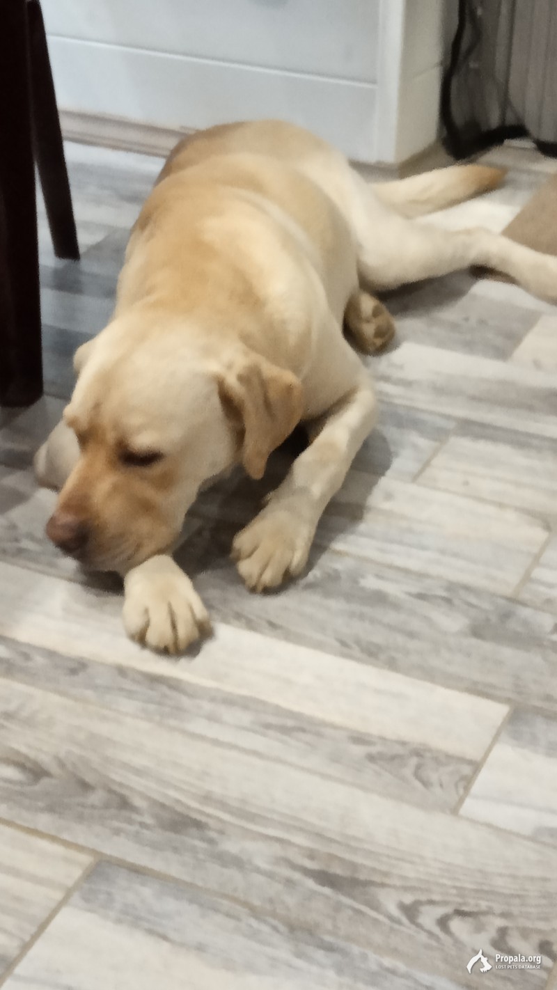 Найден лабрадор