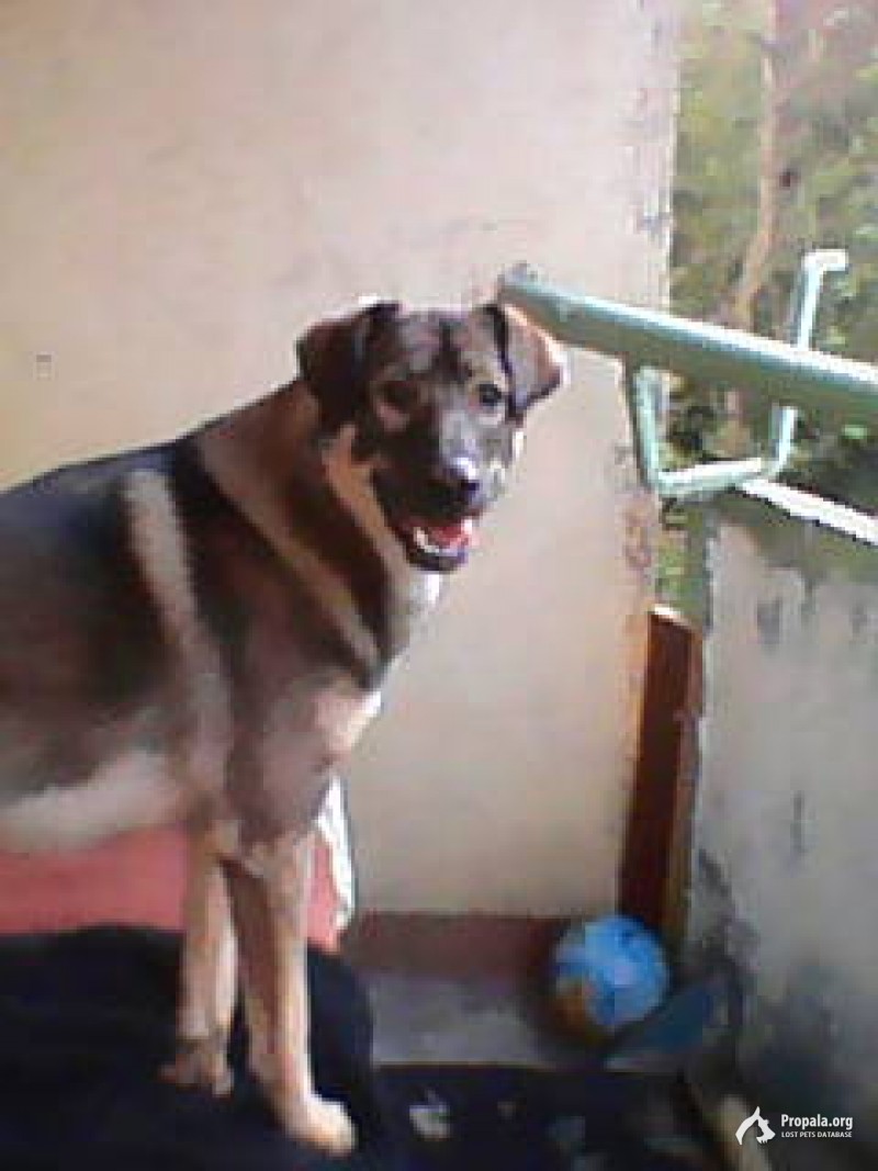 Пропала собака!!! Помогите найти!!!