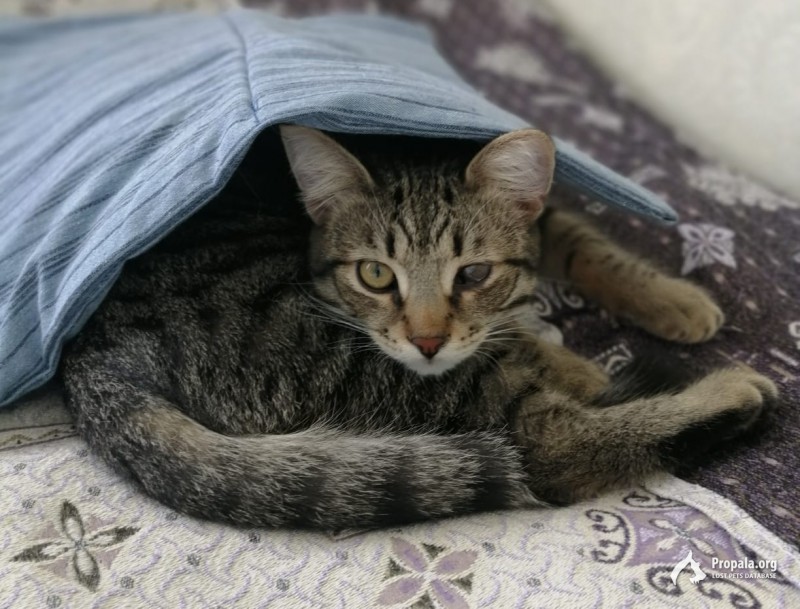 Пропал котик