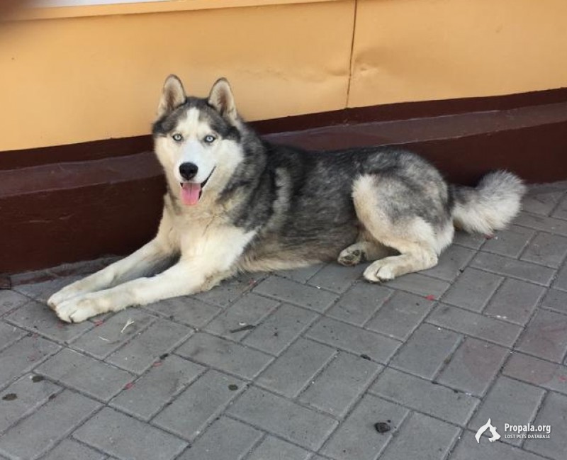 Пропала собака Хаски