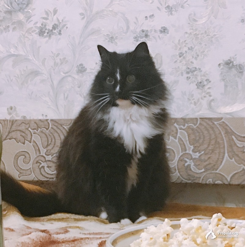 Пропала кошка Майка