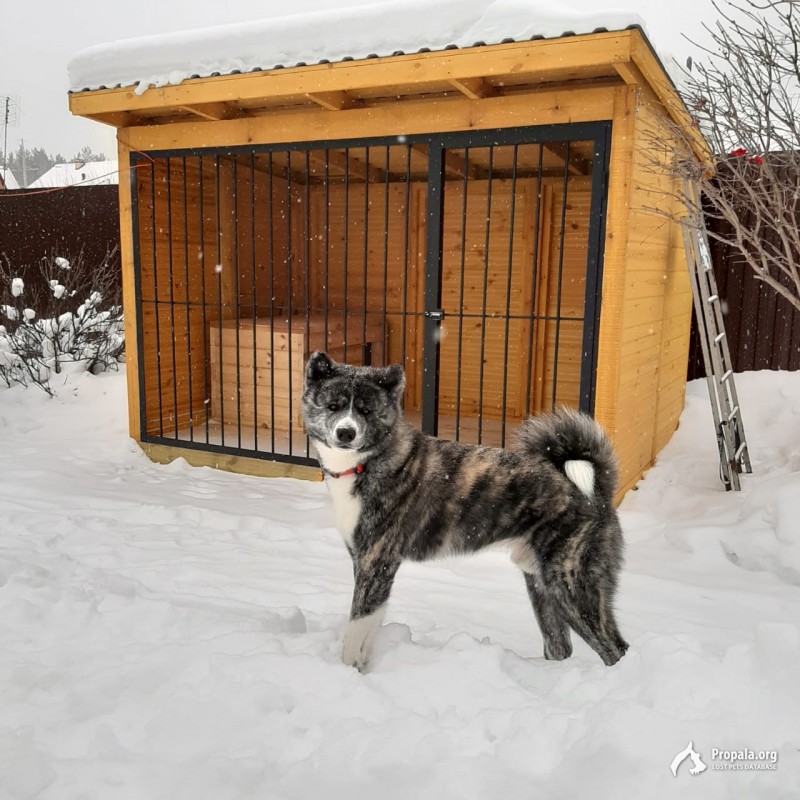 Потерялась акита!!!