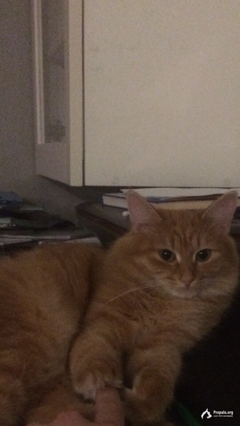 ПРОПАЛА КОШЕЧКА!